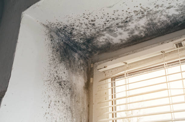 Affordable Mold Cleanup solutions in Moonachie, NJ